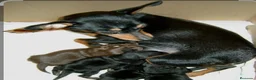 Pinscher Miniatura perros en venta: Mini pinscher Alicante - Anuncio 1