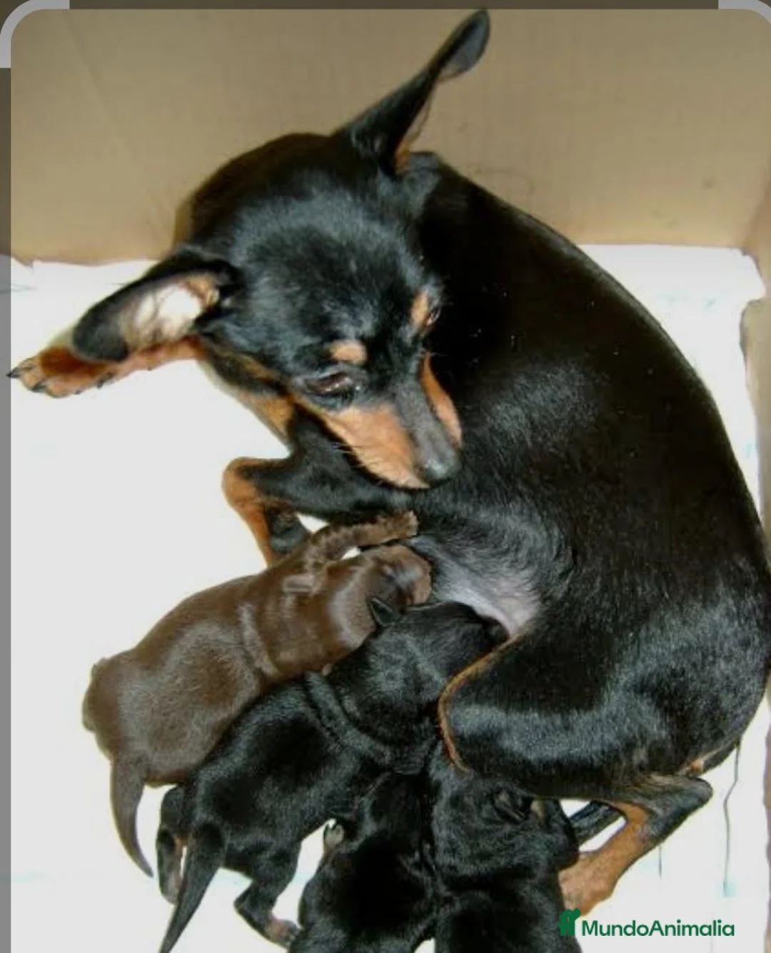 Pinscher Miniatura perros en venta: Mini pinscher Alicante - Anuncio 1