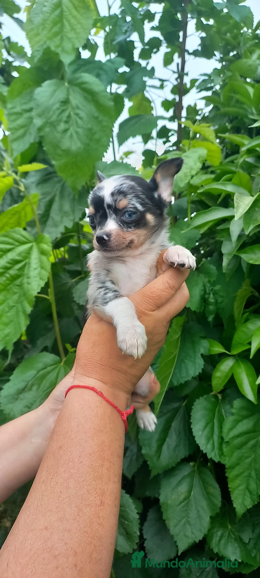 Chihuahua perros Chihuahua toy ojos azules precioso muy pequeño  - Anuncio 1