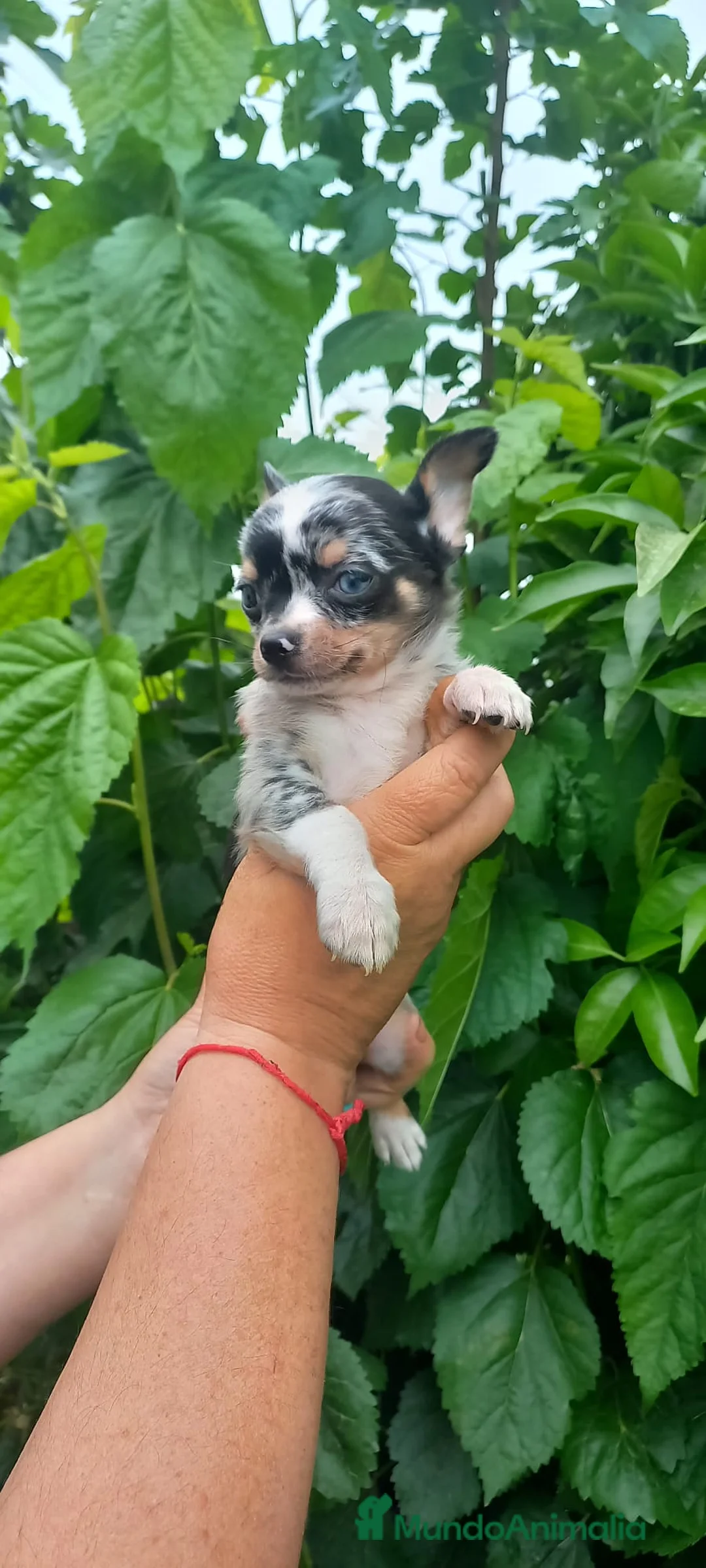 Chihuahua perros en venta: Chihuahua toy ojos azules precioso muy pequeño  - Anuncio 1