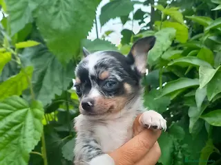 Chihuahua perros Chihuahua toy ojos azules precioso muy pequeño - Anuncio 1