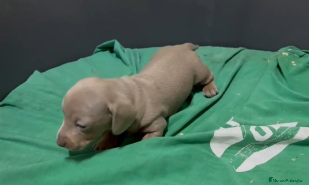 Teckel perros en venta: Teckel kanichen  - Anuncio 3