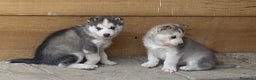 Husky Siberiano perros en venta: Husky Siberiano  - Anuncio 2