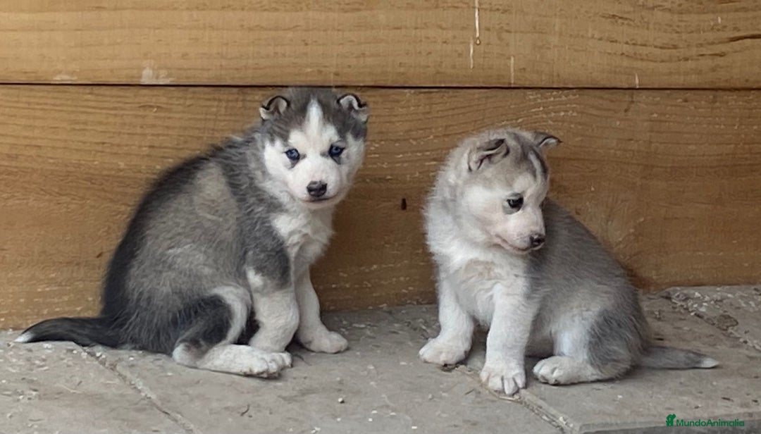 Husky Siberiano perros en venta: Husky Siberiano  - Anuncio 2