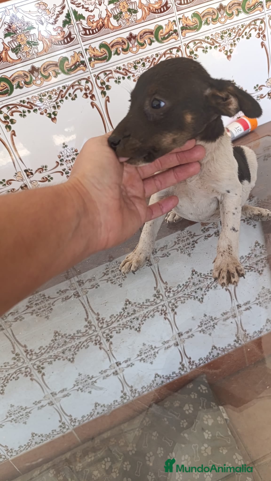 Ratonero Bodeguero Andaluz perros Bodegueros de buena linea  - Anuncio 7