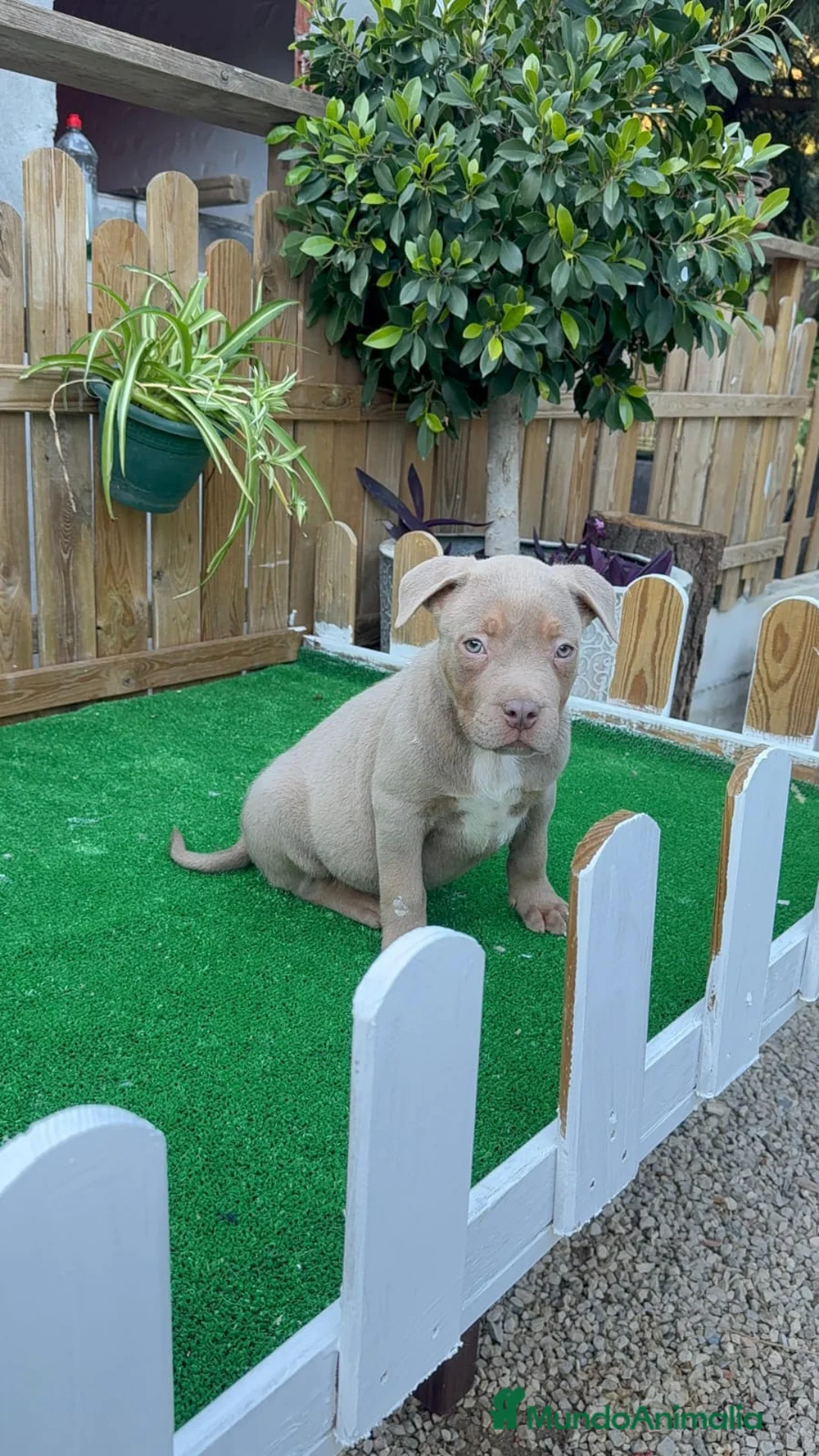American Bully perros en venta: American Bully XL - Anuncio 1