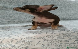 Chihuahua perros en venta: Hembra chihuahua chocolate  - Imagen 4
