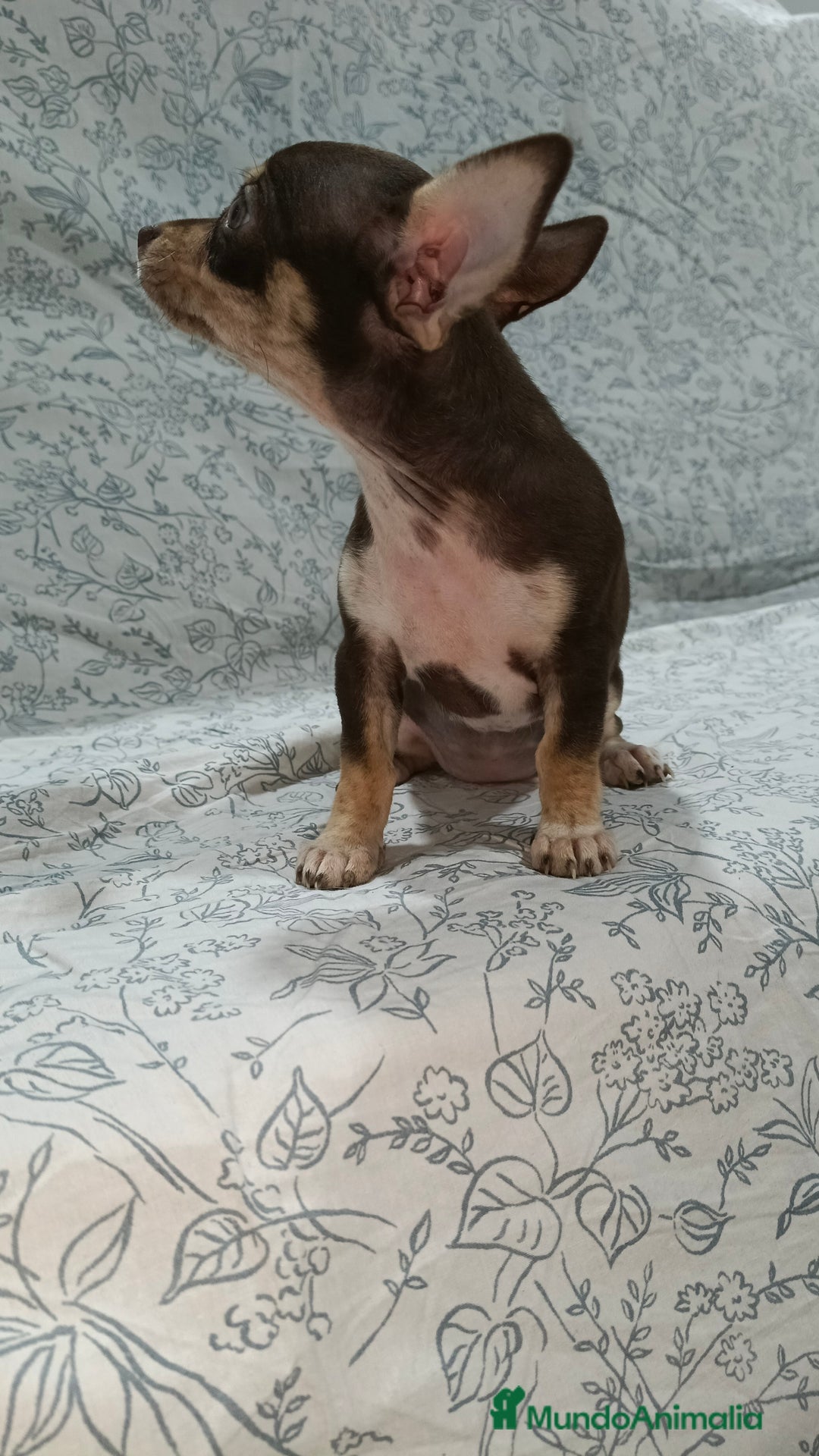 Chihuahua perros en venta: Hembra chihuahua chocolate  - Imagen 4
