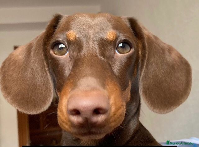 Teckel Miniatura perros Bebés Teckels (perro salchicha ) - Anuncio 27