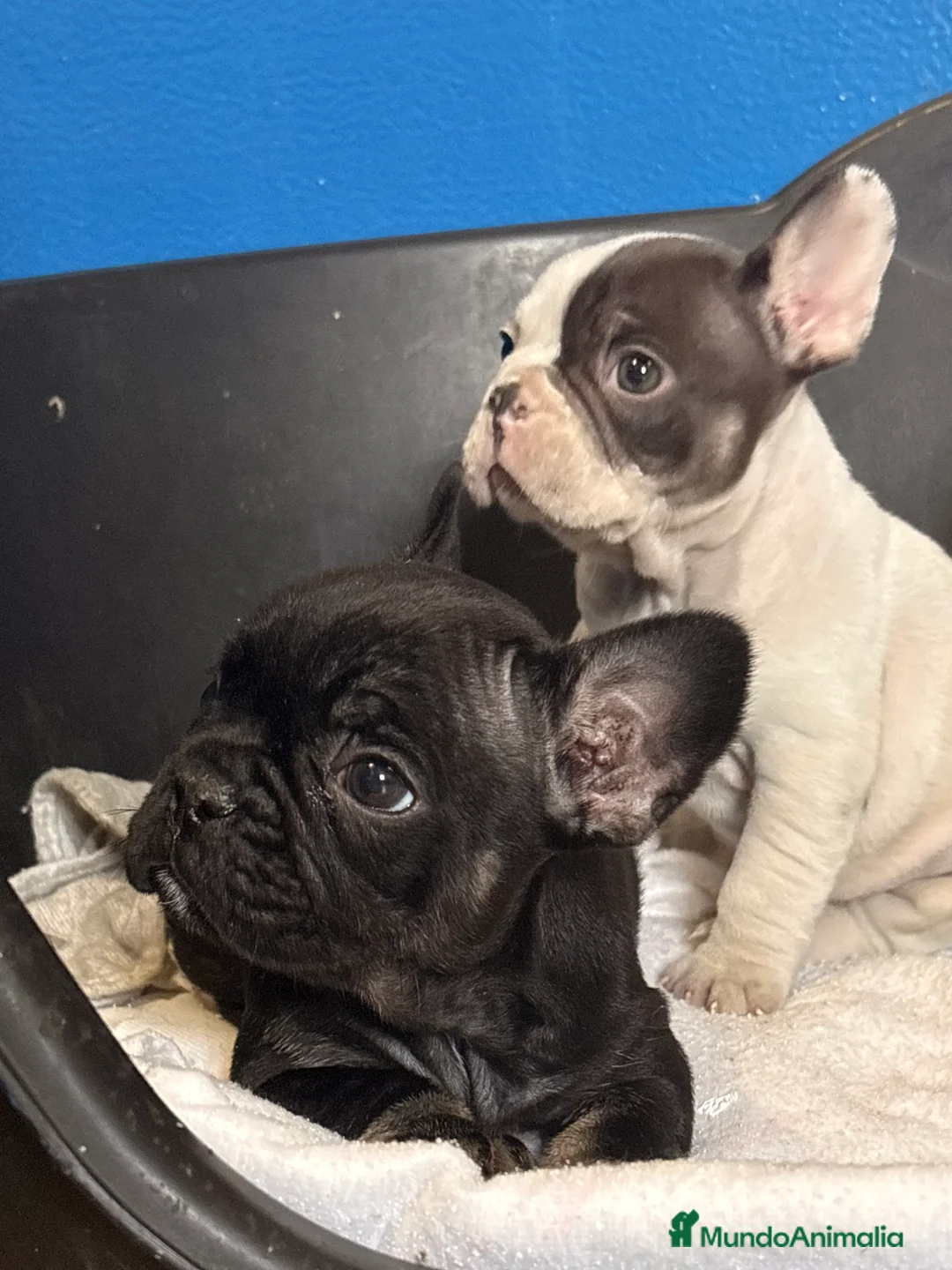 Bulldog Francés perros en venta: Bulldog francés  - Anuncio 4