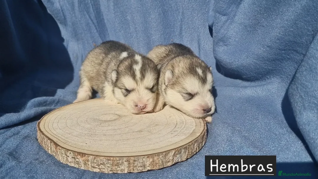 Alaskan Malamute perros en venta: Hembras de Alaskan Malamute  - Anuncio 2