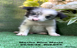 Border Collie perros en venta: BORDER COLLIE DE VILLA BIZNAGA - Imagen 32