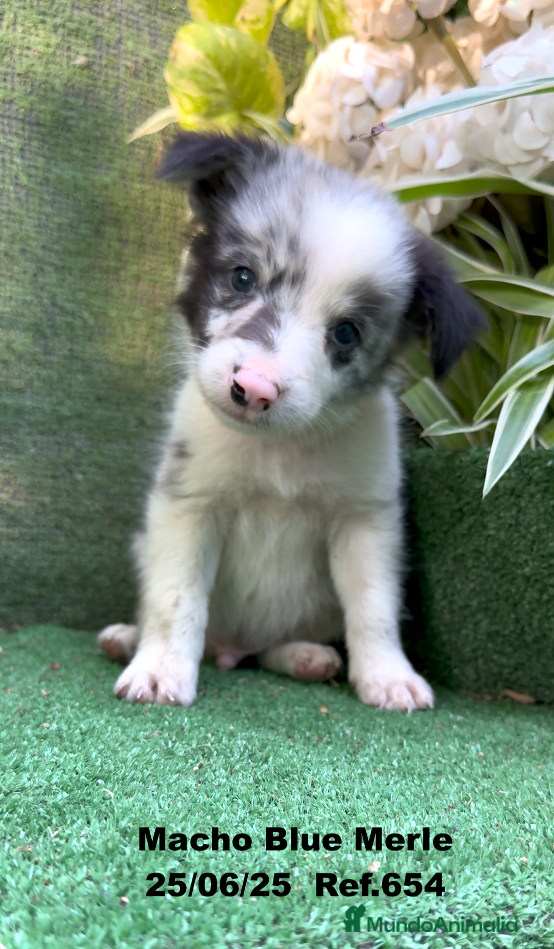 Border Collie perros en venta: BORDER COLLIE DE VILLA BIZNAGA - Imagen 32