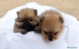 Pomerania perros en venta: PRECIOSOS CACHORRITOS DE POMERANIA  - Anuncio 2
