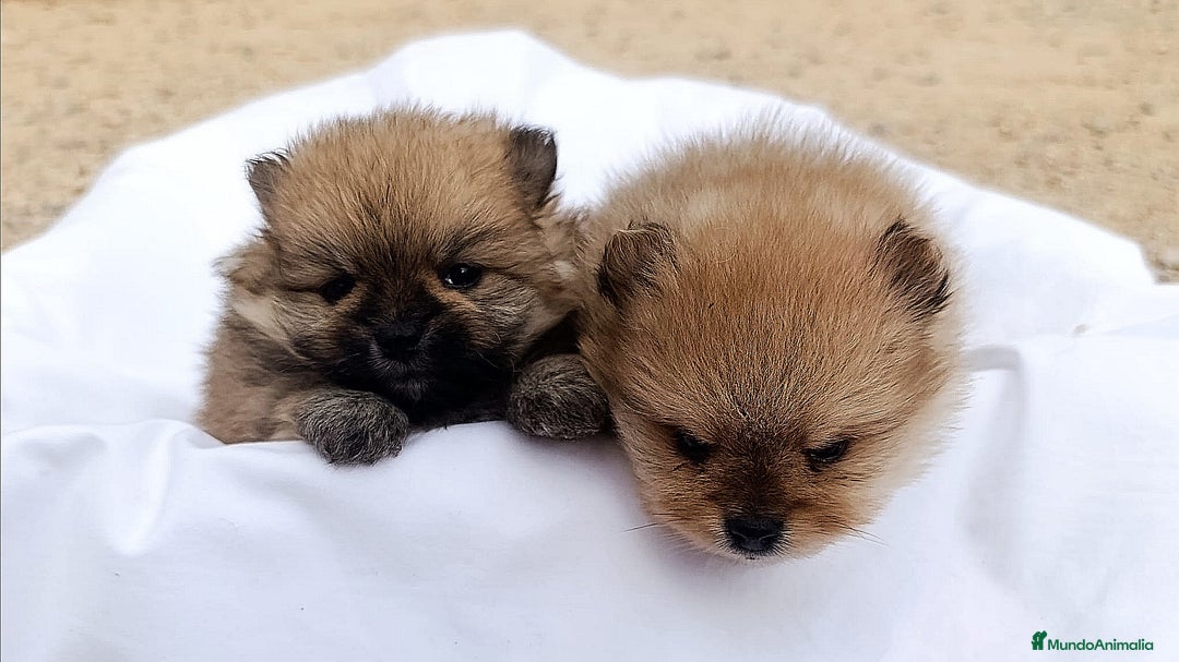Pomerania perros en venta: PRECIOSOS CACHORRITOS DE POMERANIA  - Anuncio 2