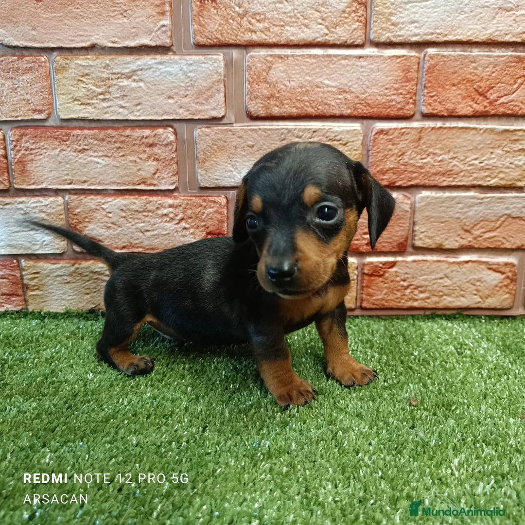 Teckel Miniatura perros en venta: Teckel mini  - Anuncio 7