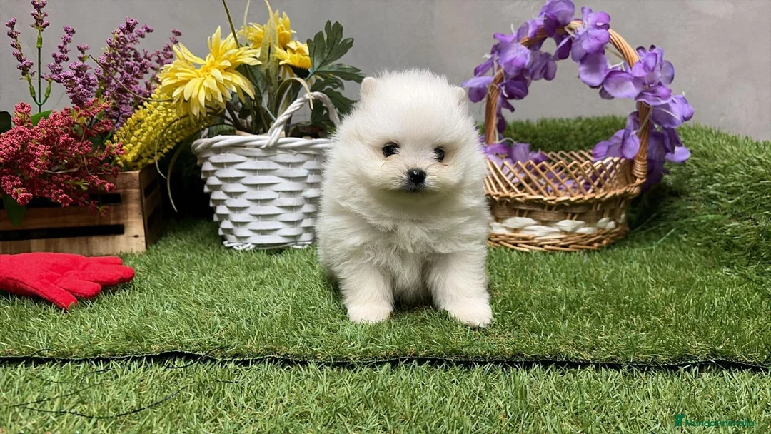 Pomerania perros en venta: Pomerania Hembra disponible  - Anuncio 2