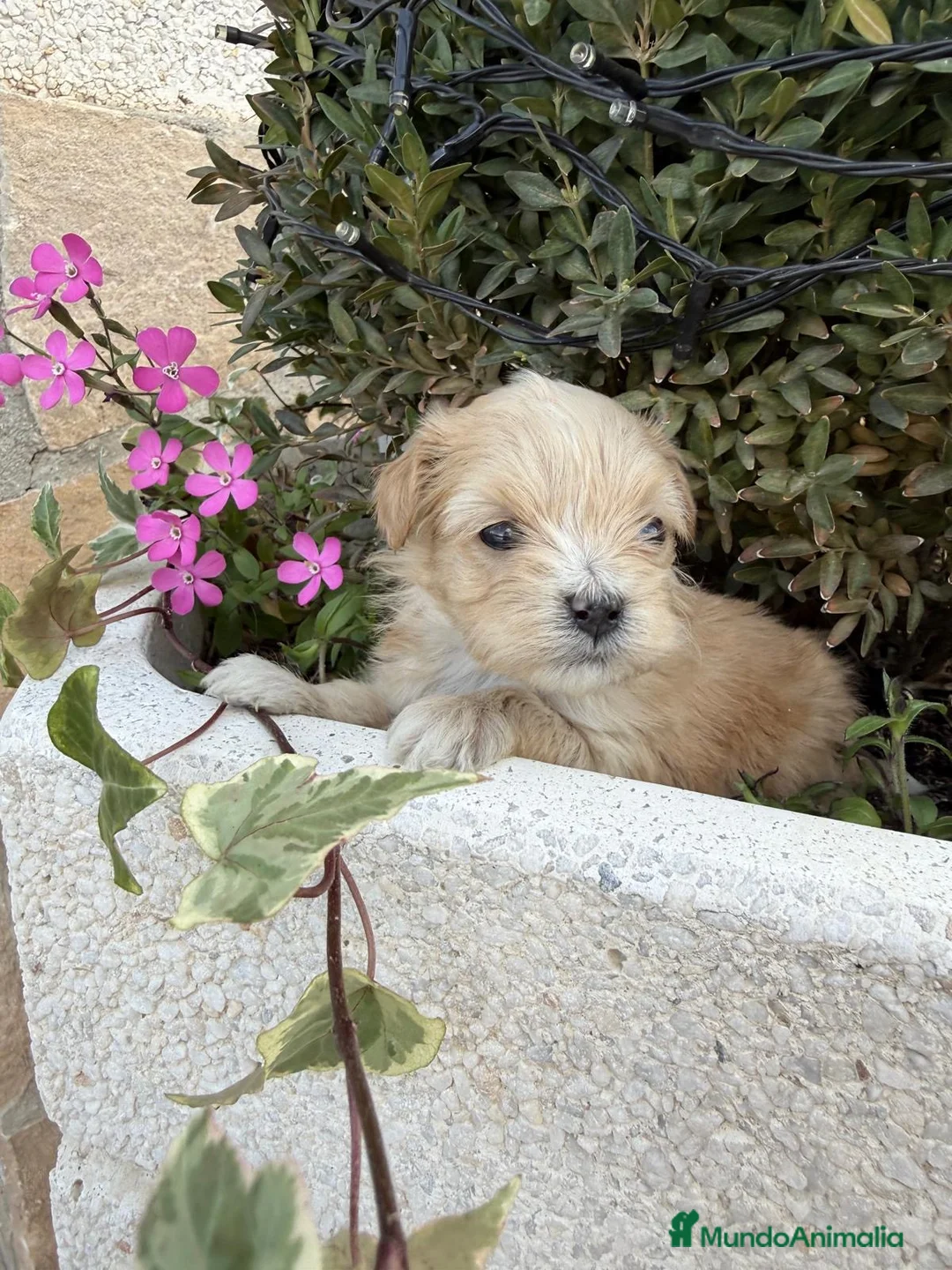 Maltipoo perros en venta: Maltipoo Toy macho y hembra !!! - Anuncio 2