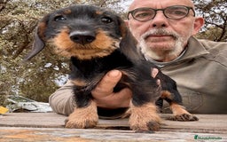 Teckel Miniatura perros en venta: Teckel miniatura  - Imagen 1