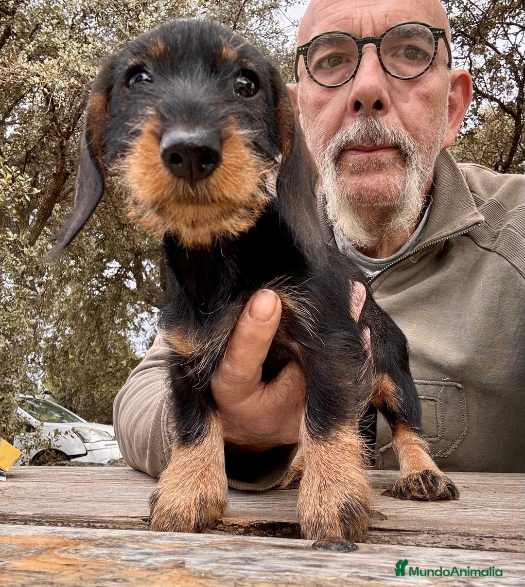 Teckel Miniatura perros en venta: Teckel miniatura  - Imagen 1
