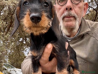 Teckel Miniatura perros - Anuncio 2