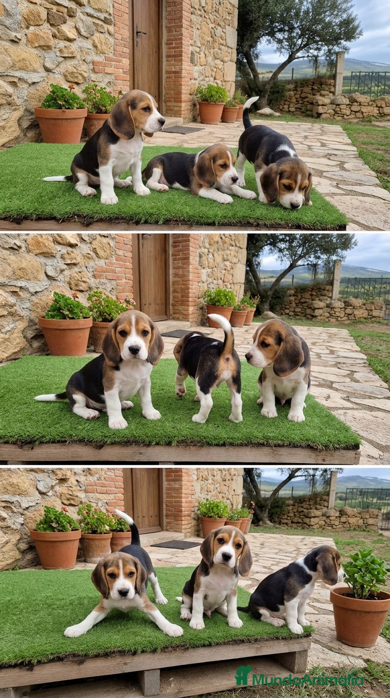 Beagle perros CACHORROS BEAGLE - SEVILLA  - Anuncio 2