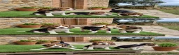 Beagle perros en venta: CACHORROS BEAGLE - SEVILLA  - Anuncio 1