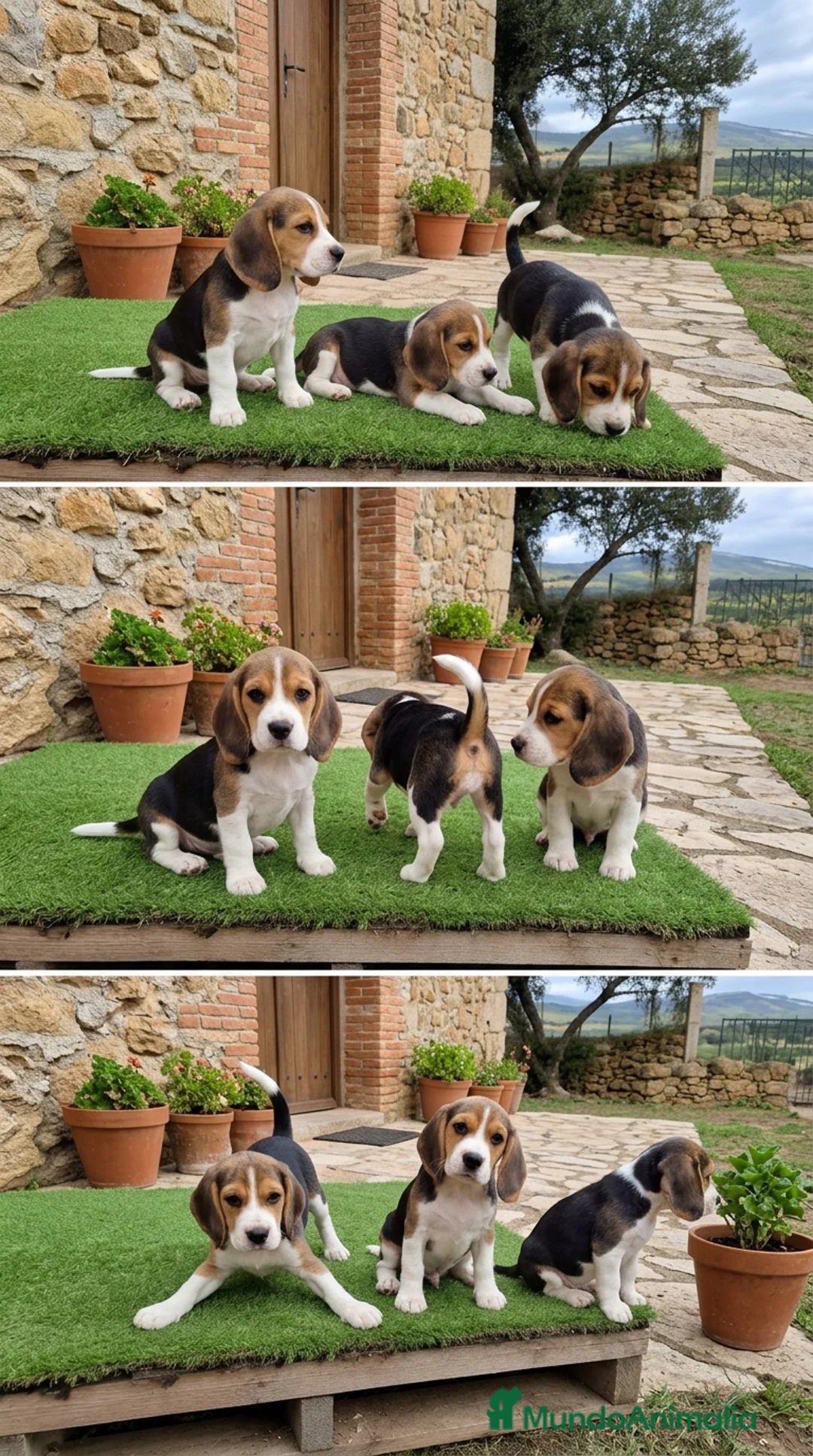 Beagle perros en venta: CACHORROS BEAGLE - SEVILLA  - Anuncio 1