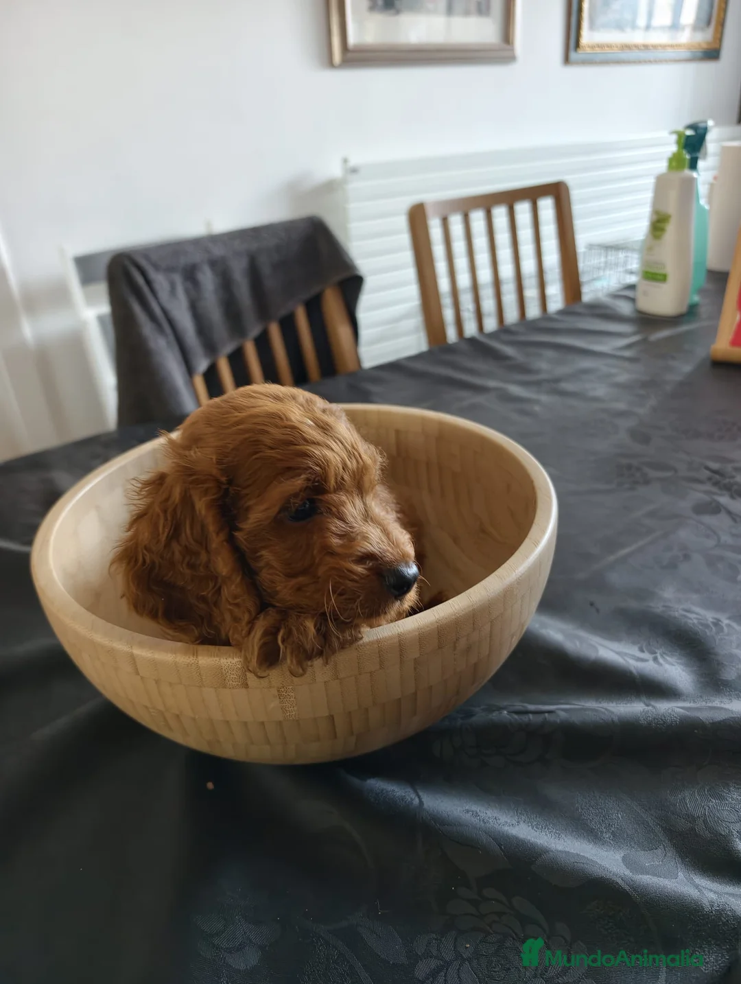 Cockapoo perros en venta: Cockapoo - Anuncio 4