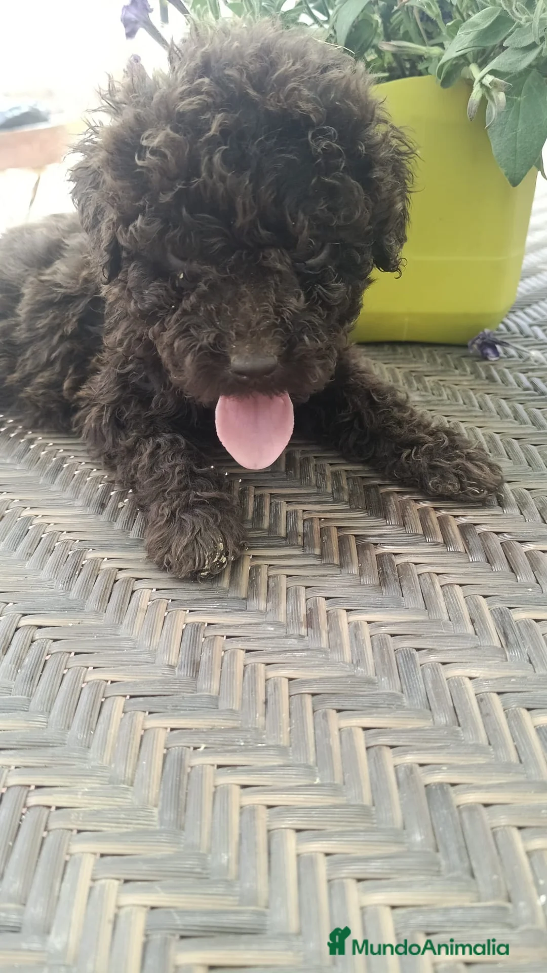 Perro de Agua Español perros en venta: Perros de agua🐶🐾 - Anuncio 2