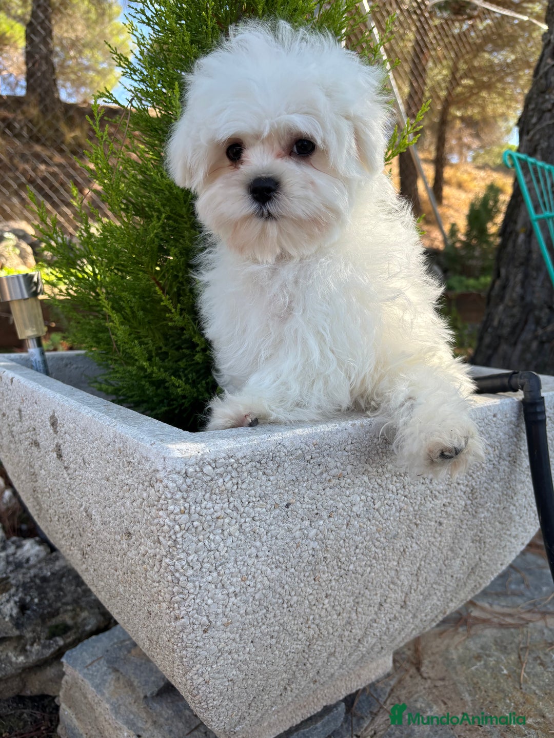 Bichón Maltés perros en venta: Bichon Maltés Toy macho disponible  - Imagen 9