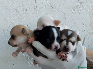 Chihuahua perros Chihuahua Mini - Anuncio 32