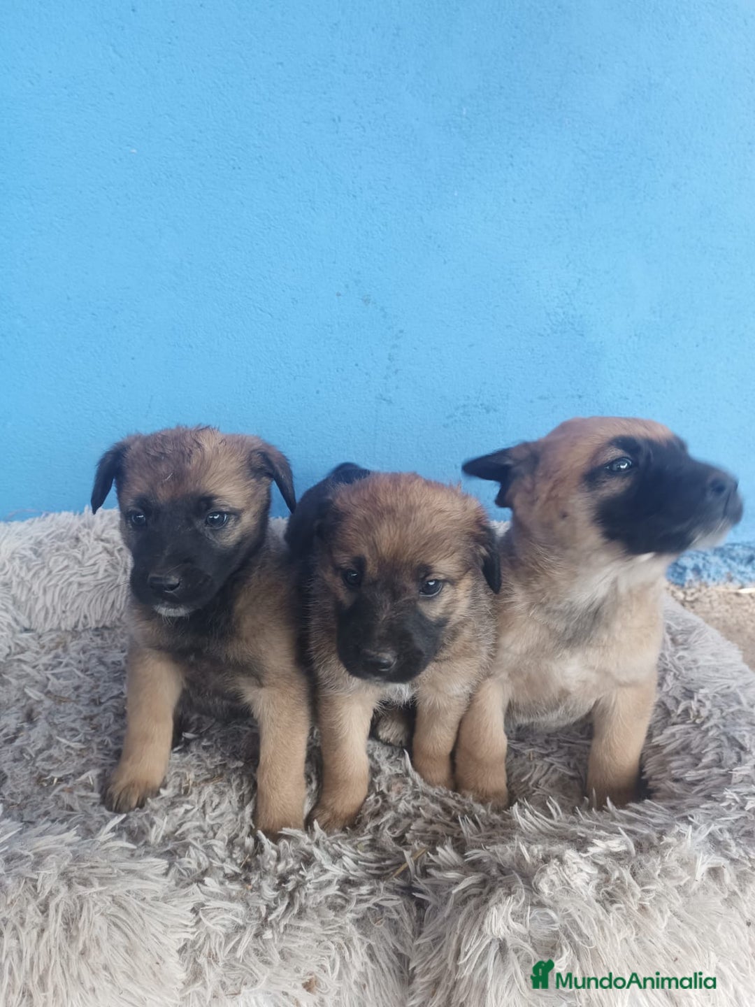 Pastor Belga Malinois perros en venta: Pastor belga manilois  - Anuncio 3
