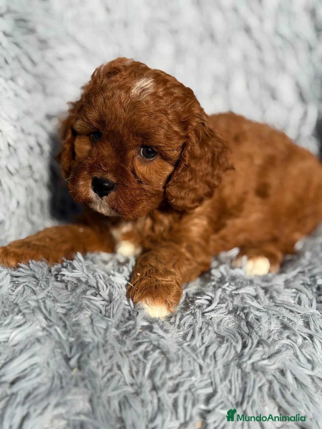 Cavapoo perros en venta: CAMADA CAVAPOO MUY ROJOS IMPRESIONANTES - Anuncio 6