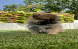 Pomerania perros en venta: POMERANIA HEMBRA COLOR SABLE - Imagen 2