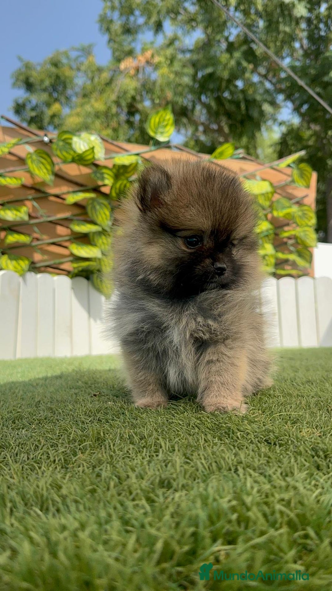 Pomerania perros en venta: POMERANIA HEMBRA COLOR SABLE - Imagen 2