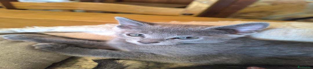 Azul Ruso Gatito 3