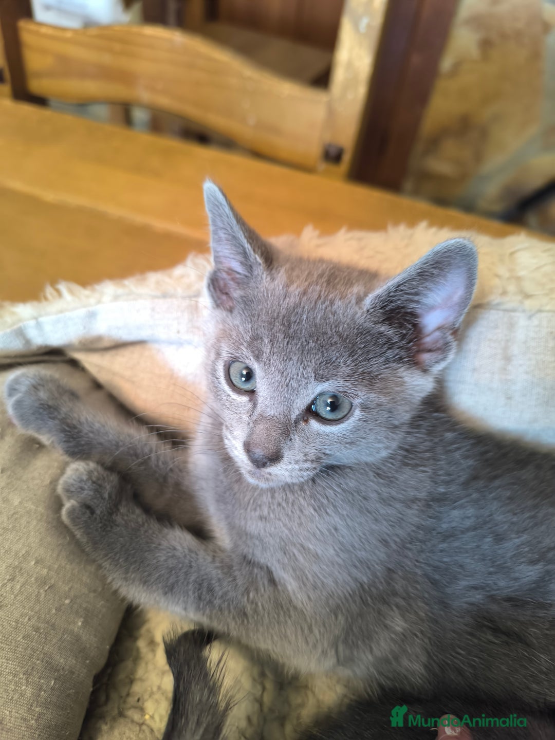 Azul Ruso gatos en venta: Gatitos azul ruso  - Imagen 4