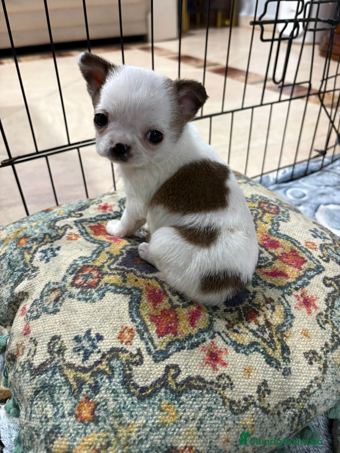 Chihuahua perros en venta: Chihuahua mini toy tricolor  - Anuncio 13