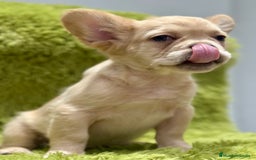 Bulldog Francés perros en venta: BULLDOG FRANCÉS FLUFFY PLATINUM - Imagen 5