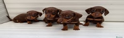 Teckel Miniatura perros en venta: Teckel miniaturas hembras color chocolate  - Anuncio 1