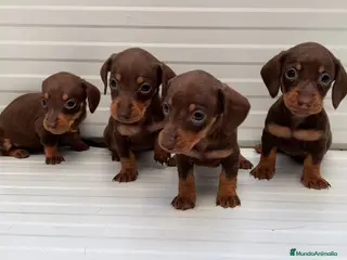 Teckel Miniatura perros Teckel miniaturas hembras color chocolate - Anuncio 7