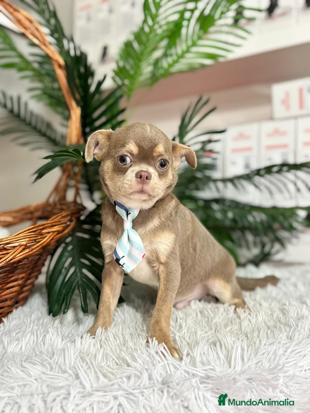 Chihuahua perros en venta: CHIHUAHUA ADULTO - Anuncio 10