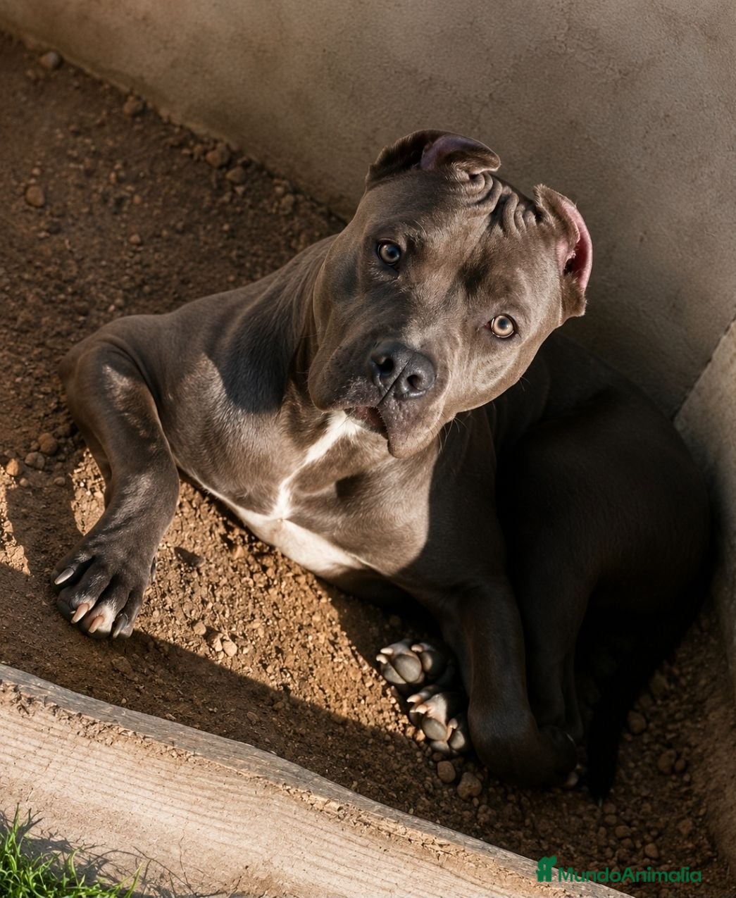 American Pit Bull Terrier perros American pitbull terrier  - Anuncio 1