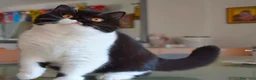 Británico de Pelo Corto gatos en venta: Cachorros British Shorthair  - Anuncio 1