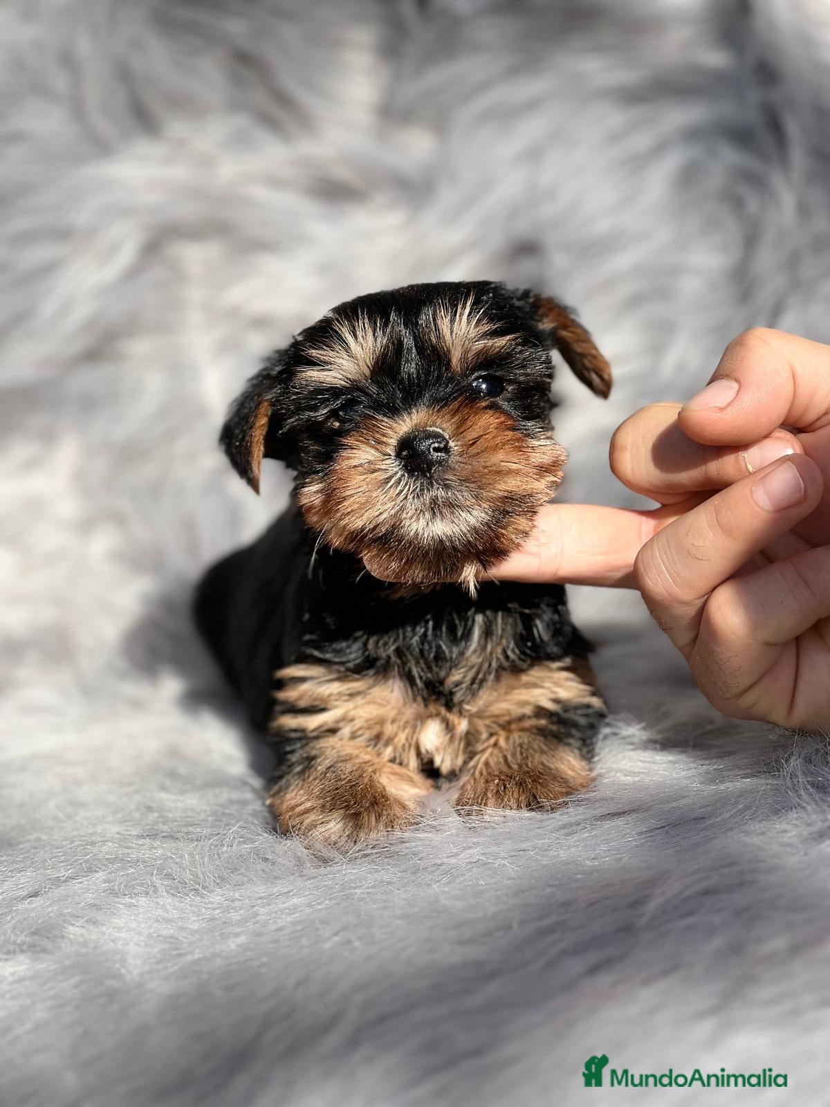 Yorkshire Terrier perros YORKSHIRE TOY  en Barcelona - Anuncio 1