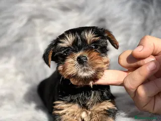 Yorkshire Terrier perros YORKSHIRE TOY en Barcelona - Anuncio 18