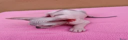 Sphynx gatos en venta: Precioso machito  - Anuncio 4
