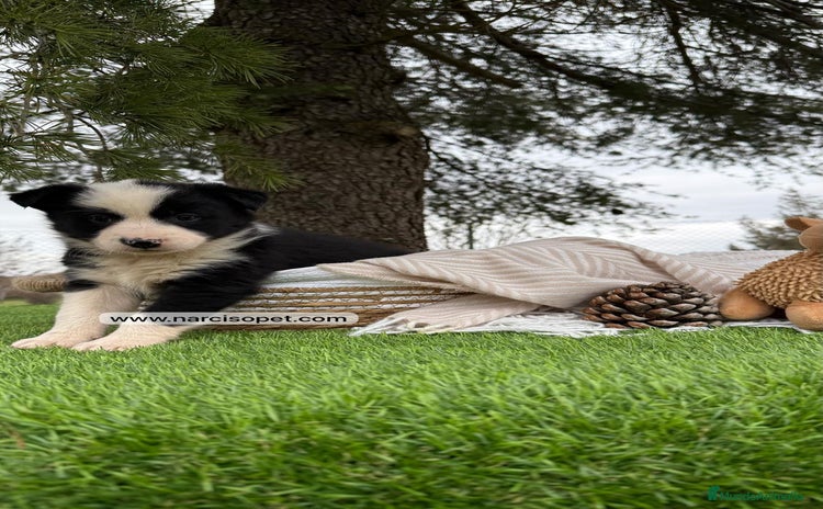 Border Collie perros - Propaganda 2