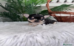 Chihuahua perros en venta: CHIHUAHUA MERLE HEMBRA - Imagen 7